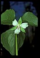 01001-00419-White Flowers-Nodding Trillium.jpg