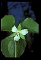 01001-00420-White Flowers-Nodding Trillium.jpg
