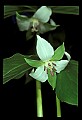 01001-00423-White Flowers-Nodding Trillium.jpg