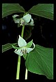 01001-00424-White Flowers-Nodding Trillium.jpg