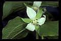 01001-00425-White Flowers-Nodding Trillium.jpg