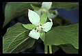 01001-00426-White Flowers-Nodding Trillium.jpg