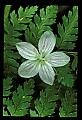01001-00428-White Flowers-Spring Beauty.jpg