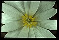 01001-00433-White Flowers-Bloodroot.jpg