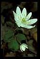 01001-00434-White Flowers-Bloodroot.jpg