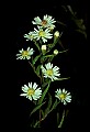 01001-00437-White Flowers-Bushy Aster.jpg