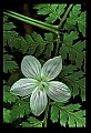 01001-00446-White Flowers.jpg