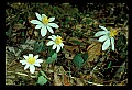 01001-00448-White Flowers-Bloodroot.jpg
