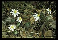 01001-00449-White Flowers-Bloodroot.jpg