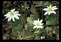 01001-00450-White Flowers-Bloodroot.jpg