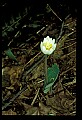 01001-00467-White Flowers-Bloodroot.jpg