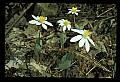 01001-00471-White Flowers-Bloodroot.jpg