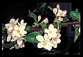01001-00473-White Flowers-Apple Blossoms.jpg