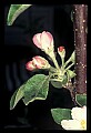 01001-00476-White Flowers-Apple Blossoms.jpg