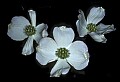 01001-00480-White Flowers-Dogwood Blossom.jpg