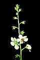 1-6-07-00130 white flower-moth mullein.jpg