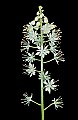 1-6-07-00200 foamflower.jpg