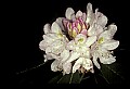 1-6-07-00229-Great Rhododendron.jpg