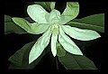 1-6-07-00417-Magnolia.jpg