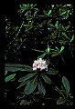 Koda00053-Great Rhododendron.jpg