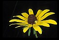 01010-00001-Yellow Flowers-Black-eyed Susan with yellow beetle nymph.jpg