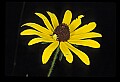 01010-00002-Yellow Flowers-Black-eyed Susan with yellow beetle nymph.jpg
