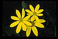 01010-00003-Yellow Flowers-Woodland Sunflower.jpg