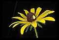 01010-00004-Yellow Flowers-Black-eyed Susan with yellow beetle nymph.jpg