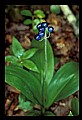 01010-00005-Yellow Flowers-Blue Bead Lily.jpg