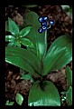 01010-00006-Yellow Flowers-Blue Bead Lily.jpg