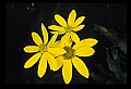 01010-00008-Yellow Flowers-Woodland Sunflower.jpg
