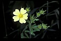 01010-00009-Yellow Flowers-Rough-fruited Cinquefoil.jpg