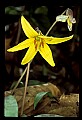 01010-00012-Yellow Flowers-Trout Lily.jpg