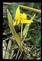 01010-00015-Yellow Flowers-Trout Lily.jpg