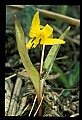 01010-00016-Yellow Flowers-Trout Lily.jpg