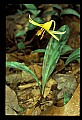01010-00017-Yellow Flowers-Trout Lily.jpg