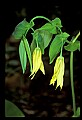 01010-00018-Yellow Flowers-Large-flowered Bellwort.jpg
