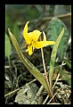 01010-00019-Yellow Flowers-Trout Lily.jpg
