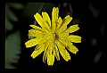 01010-00021-Yellow Flowers-Cynthia.jpg