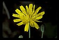 01010-00022-Yellow Flowers-Cynthia.jpg