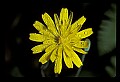 01010-00023-Yellow Flowers-Cynthia.jpg