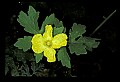 01010-00025-Yellow Flowers-Celandine Poppy.jpg