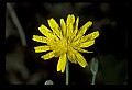 01010-00027-Yellow Flowers-Cynthia.jpg