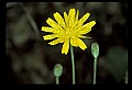 01010-00028-Yellow Flowers-Cynthia.jpg