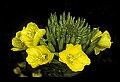 01010-00030-Yellow Flowers-Common Evening Primrose.jpg