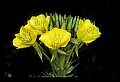 01010-00031-Yellow Flowers-Common Evening Primrose.jpg