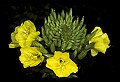 01010-00034-Yellow Flowers-Common Evening Primrose.jpg