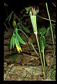 01010-00036-Yellow Flowers-Large Flowered Bellwort and Jack-in-the-pulpit.jpg