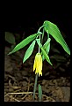 01010-00037-Yellow Flowers-Large Flowered Bellwort.jpg