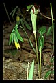 01010-00038-Yellow Flowers-Large Flowered Bellwort and Jack-in-the-pulpit.jpg